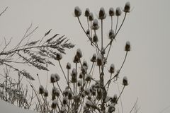 Manches überwintert bis Ostern