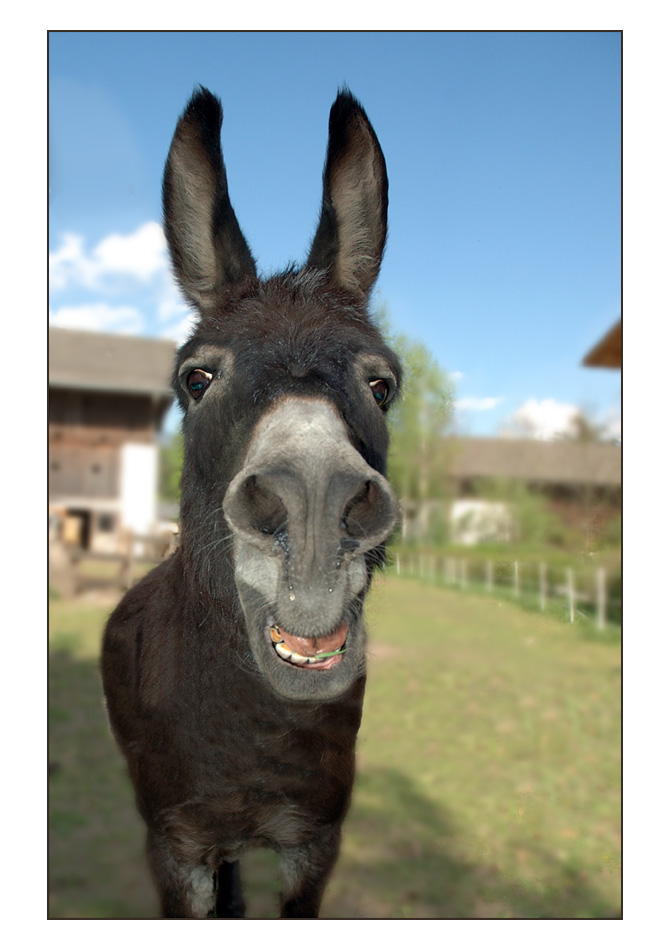 Manchmal bin ich ein ganz schöner Esel Foto & Bild tiere, haustiere