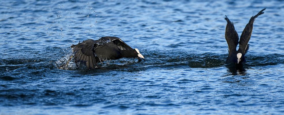 Manchmal bleibt einem Blässhuhn nur die Flucht ...