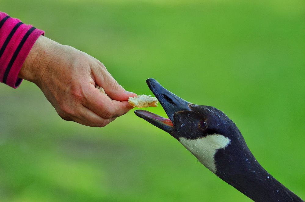 manchmal braucht man die stille der tiere um sich von den menschen zu erholen