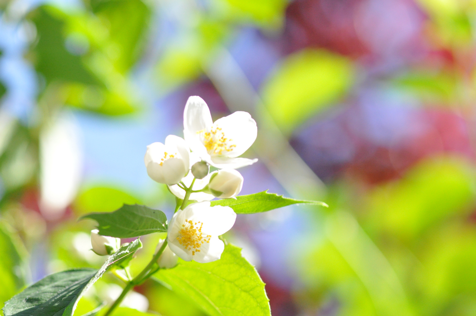 Manchmal bricht dein Licht... "Philadelphus coronarius" Duftjasmin