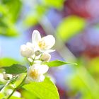 Manchmal bricht dein Licht... "Philadelphus coronarius" Duftjasmin