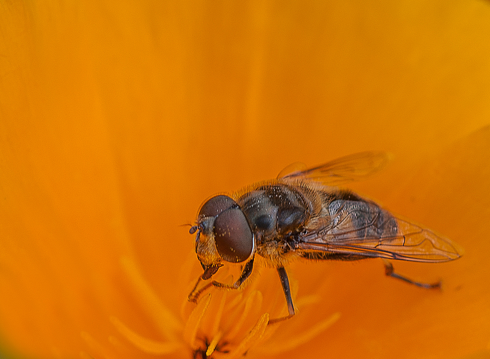 Manchmal erschreckt mich der Blick durch´s Makro schon gewaltig......