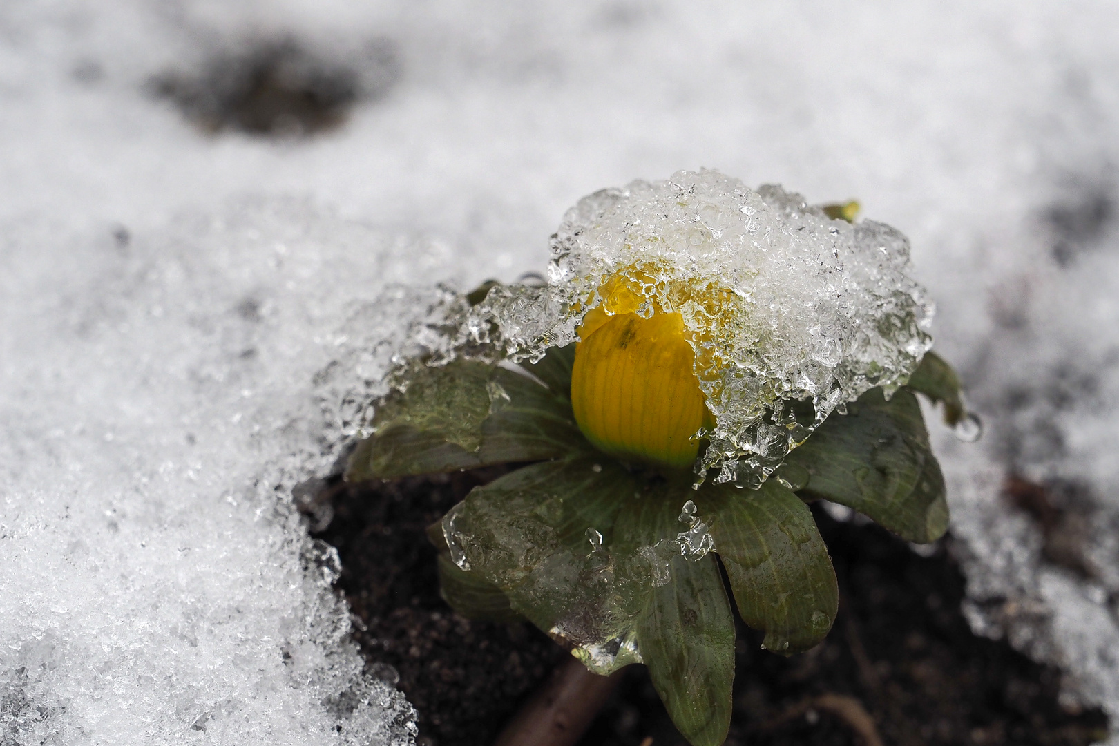 Manchmal fällt auf uns der Frost ...