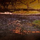 Manchmal fällt die Ernte ins Wasser