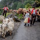 Manchmal geht es turbulent zu bei der Alpfahrt