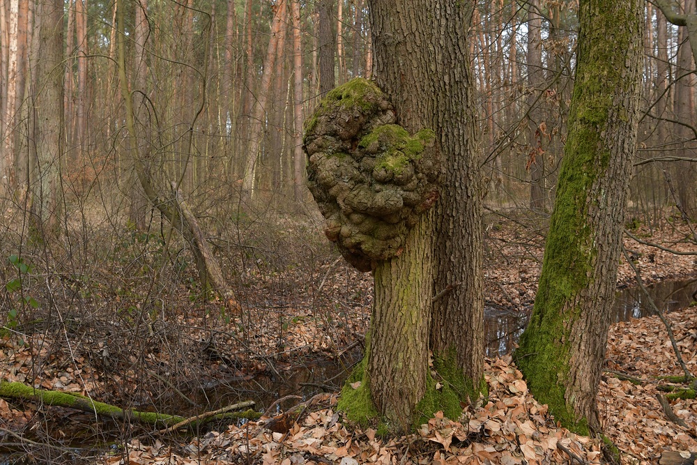 Manchmal gewaltig: Baumkrebs