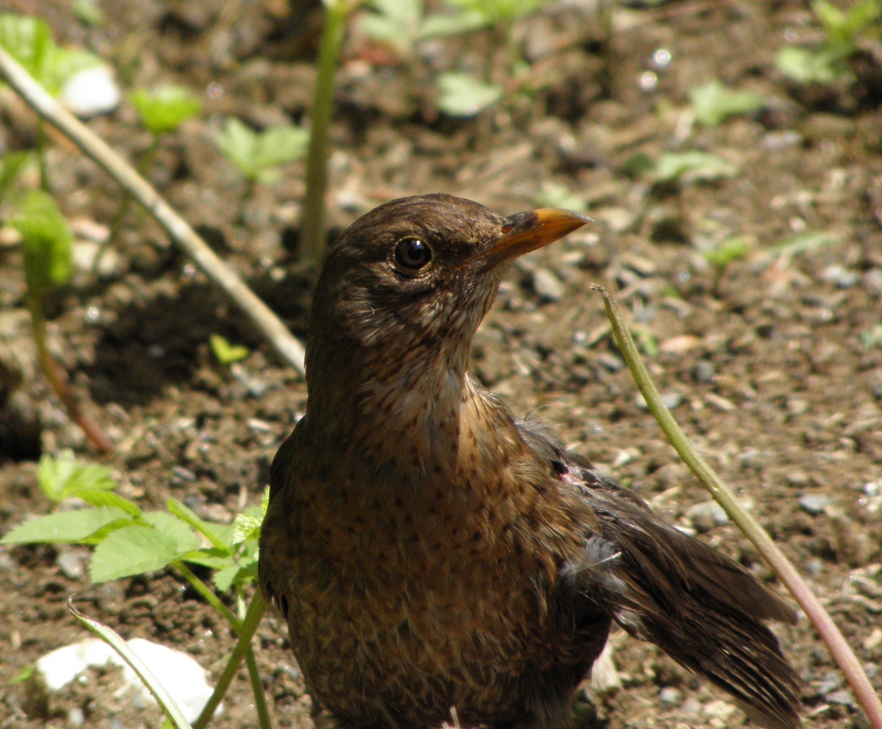 Manchmal hab ich einen Vogel