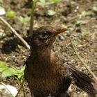 Manchmal hab ich einen Vogel