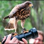 Manchmal ..hat man.. Eben einen Vogel