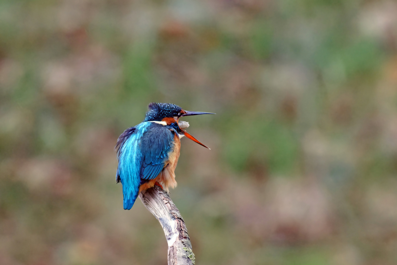 Manchmal ist alles zum "Kotzen"... Eisvogel mit Speiballen