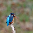 Manchmal ist alles zum "Kotzen"... Eisvogel mit Speiballen