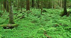 Manchmal ist der Schwarzwald grün...
