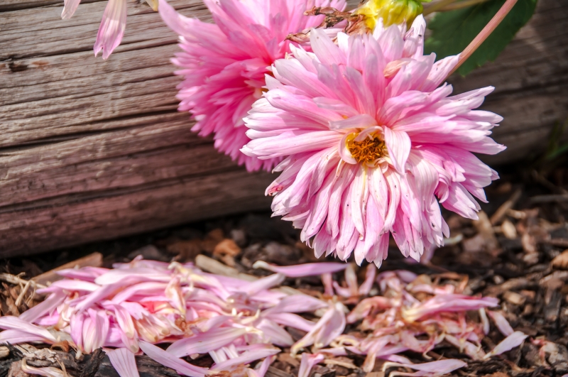 Manchmal ist die Welt rosa