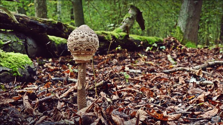 Manchmal ist ein Pilz einfach nur ein Pilz