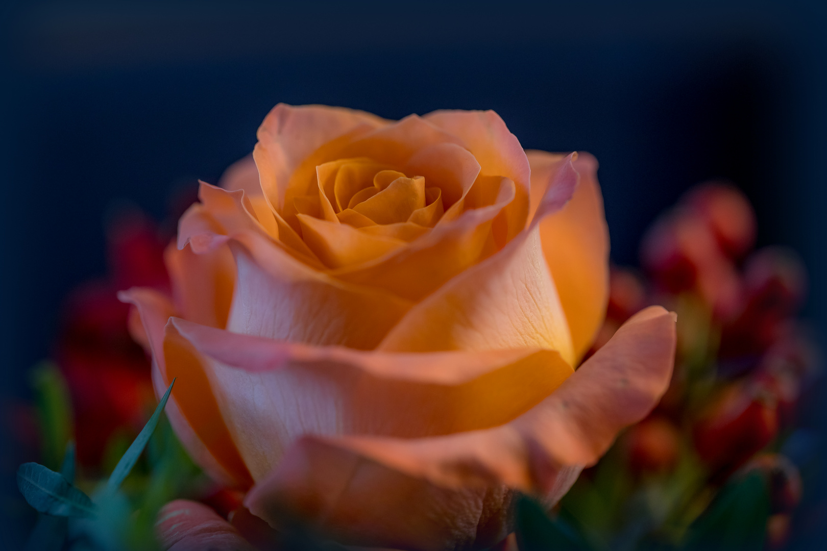 Manchmal ist eine Rose wichtiger als ein Stück Brot