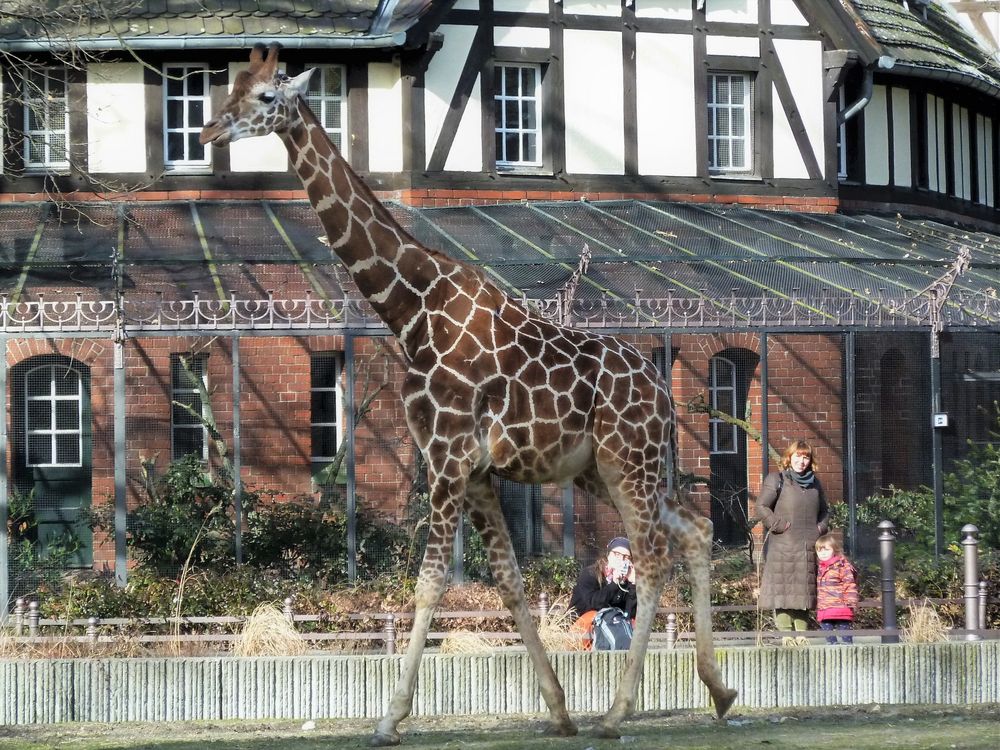 Manchmal kommt eine Giraffe vorbei...