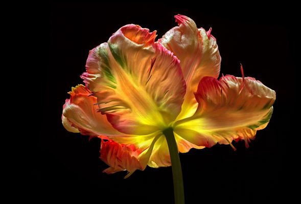 Manchmal lohnt sich ja auch ein Blick auf die Rückseite - ( Stacking Bild ) 