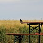 manchmal möchte man ganz weit davon fliegen 