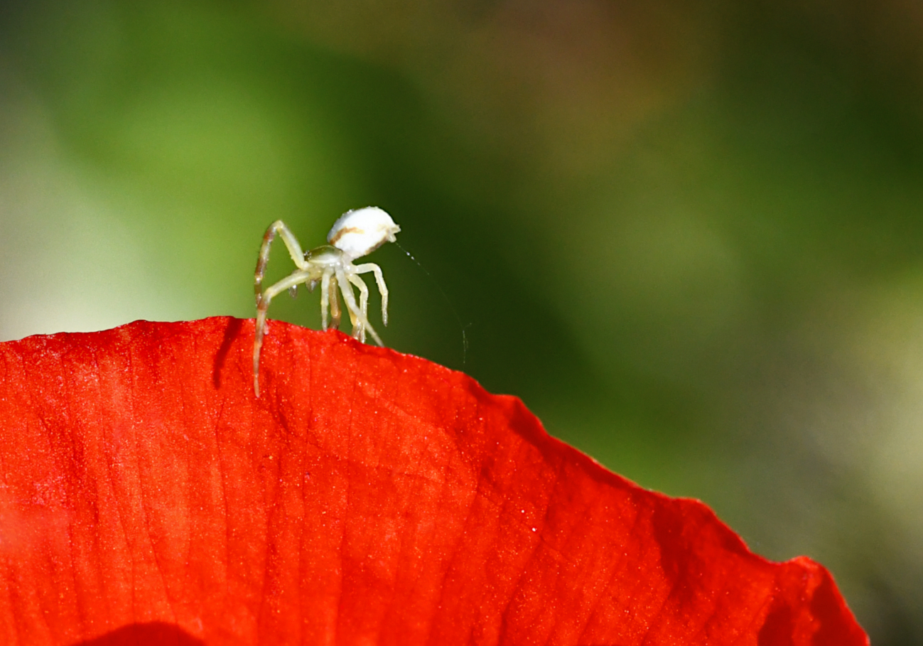 Manchmal muss auch eine winzige Krabbenspinne...