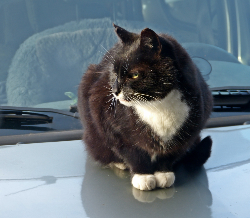 Manchmal muß auch mal das Auto als Sonnenbank, für Kater Fritz,herhalten.