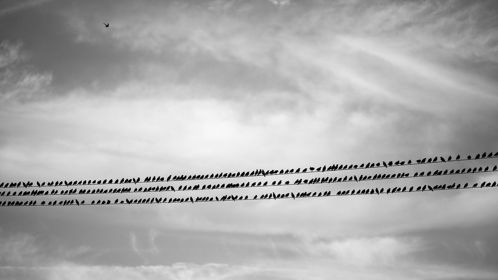 Manchmal muss man auch gegen den Strom fliegen