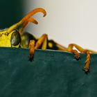 MANCHMAL MUSS MAN AUFTAUCHEN