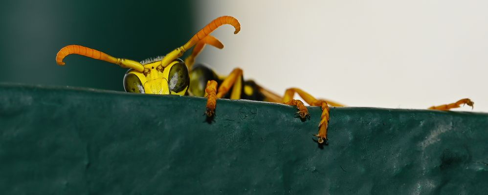 MANCHMAL MUSS MAN AUFTAUCHEN