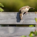 manchmal muss Vogel genauer hinsehen