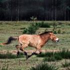 "Manchmal pressierts halt" ..... nur die Gründe sind Verschieden