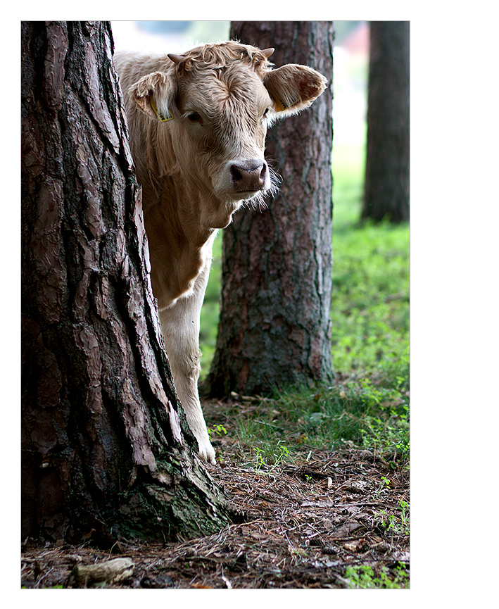 ..manchmal sehe ich den Wald