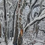 MANCHMAL ... sieht man den Wald ... 