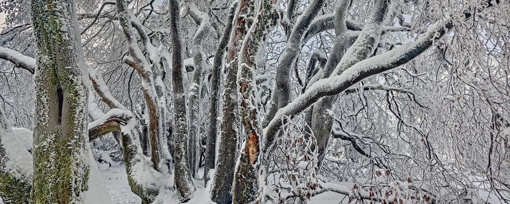 MANCHMAL ... sieht man den Wald ... 