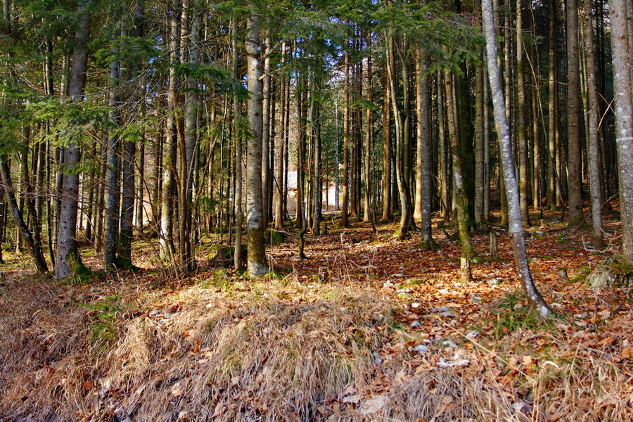 manchmal sieht man den wald vor lauter bäume nicht