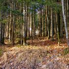 manchmal sieht man den wald vor lauter bäume nicht