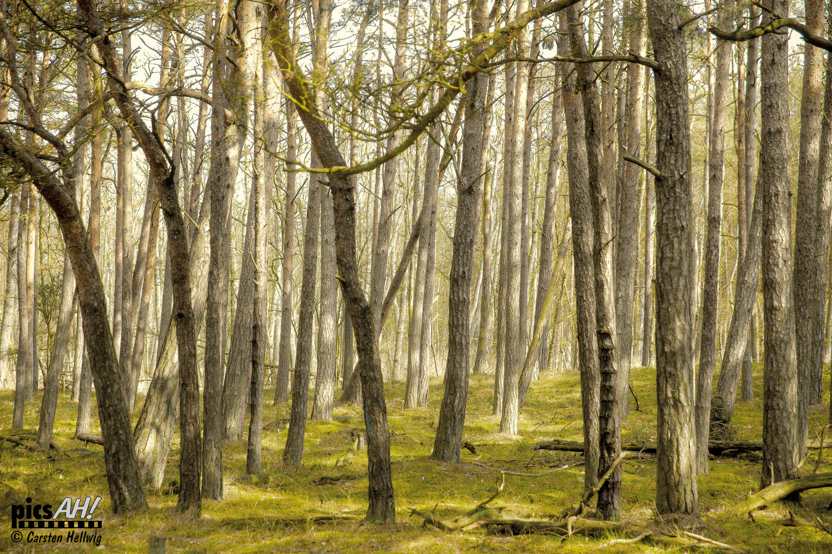 Manchmal sieht man den Wald vor lauter Bäumen nicht!