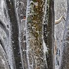 MANCHMAL ... sieht man den Wald vor lauter Bäumen nicht!