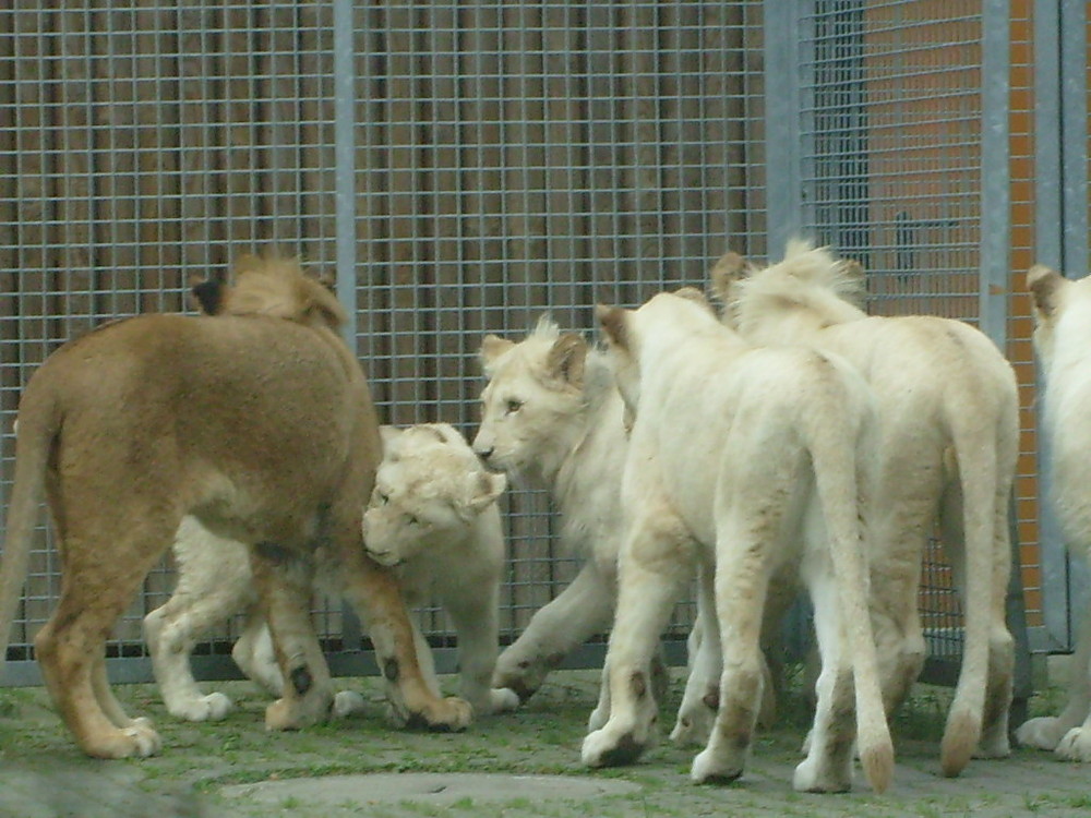 Manchmal streiten sich auch Tiere