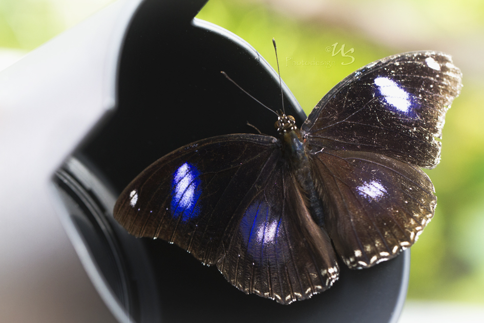 Manchmal verirrt sich auch ein Schmetterling...