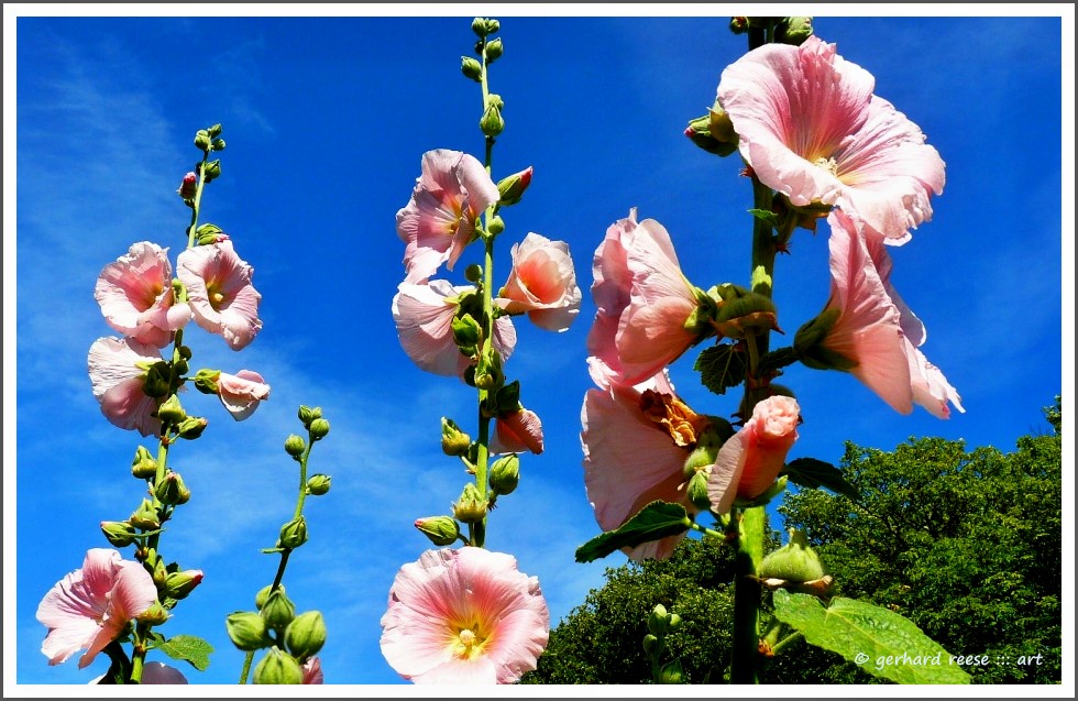 manchmal wachsen sie auch in den Himmel......