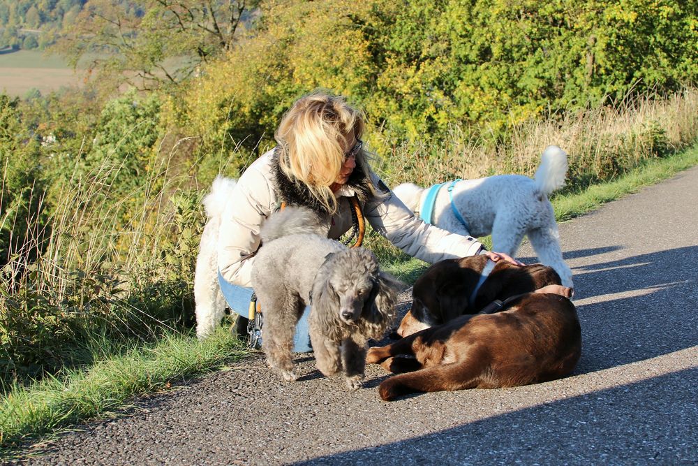 Manchmal wäre es absolut schön ein &quot;Hund&quot; zu sein Foto &amp; Bild tiere