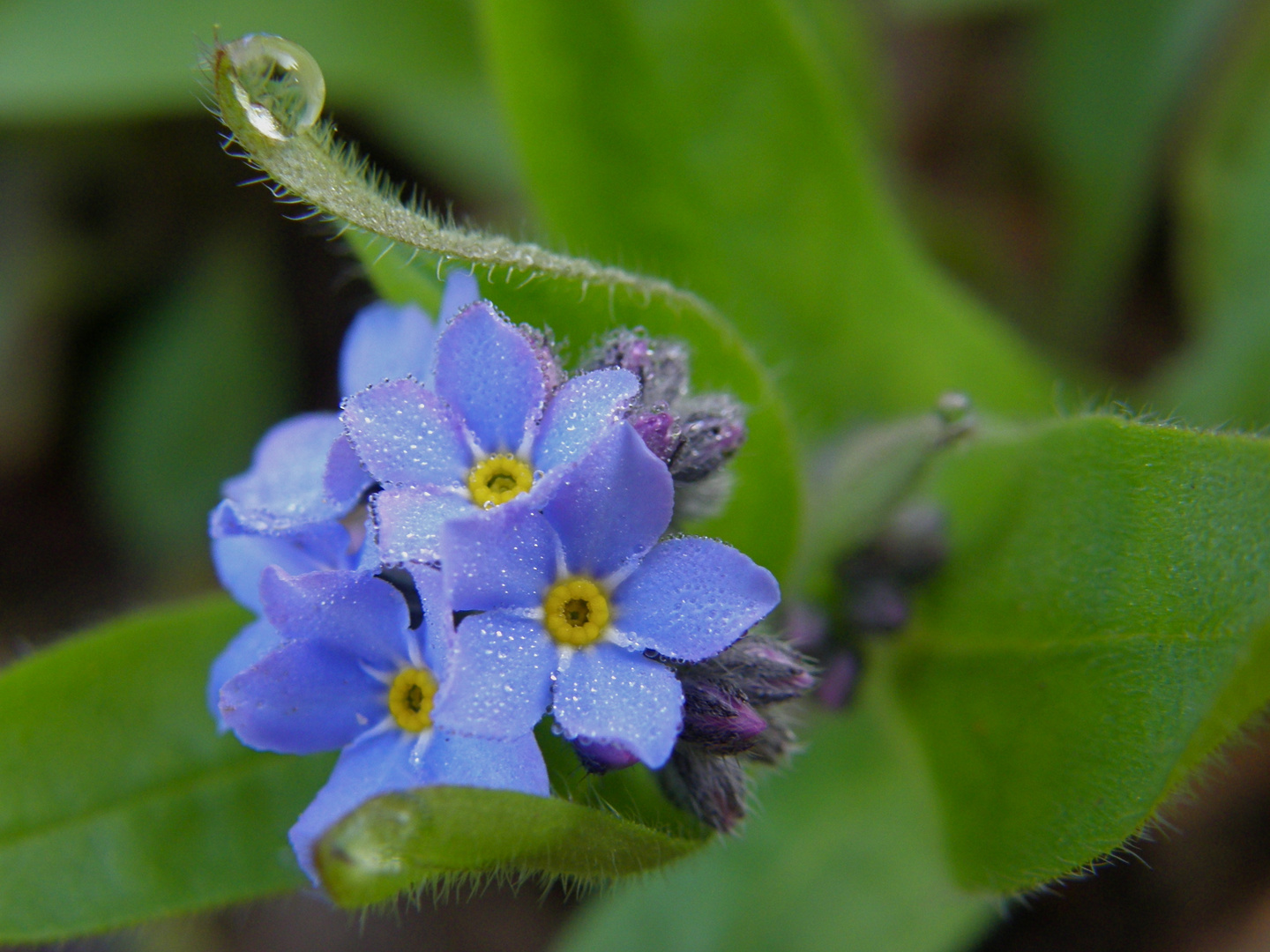 Manchmal weinen auch die Blümchen