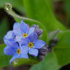 Manchmal weinen auch die Blümchen