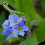 Manchmal weinen auch die Blümchen