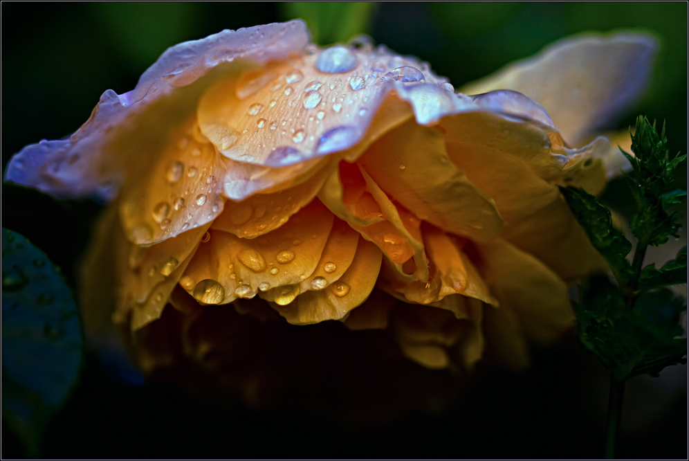 Manchmal weinen auch Rosen