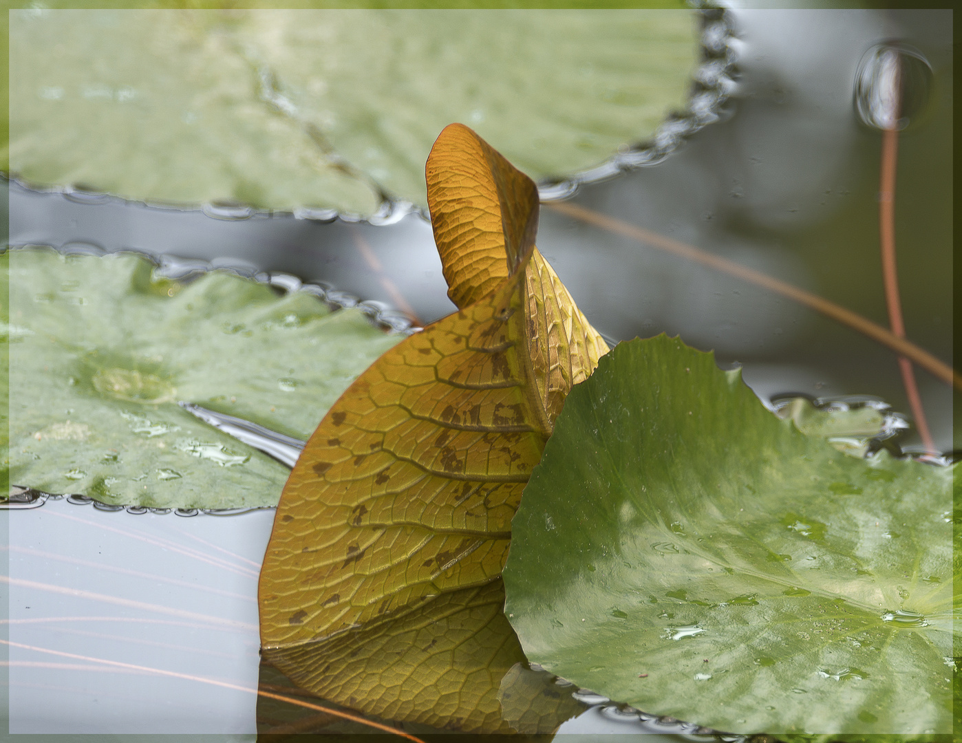 Manchmal wendet sich ein Blatt