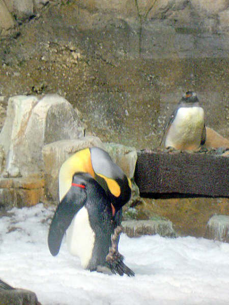 Manchot de l'antarctique