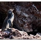 Manchot des Galapagos