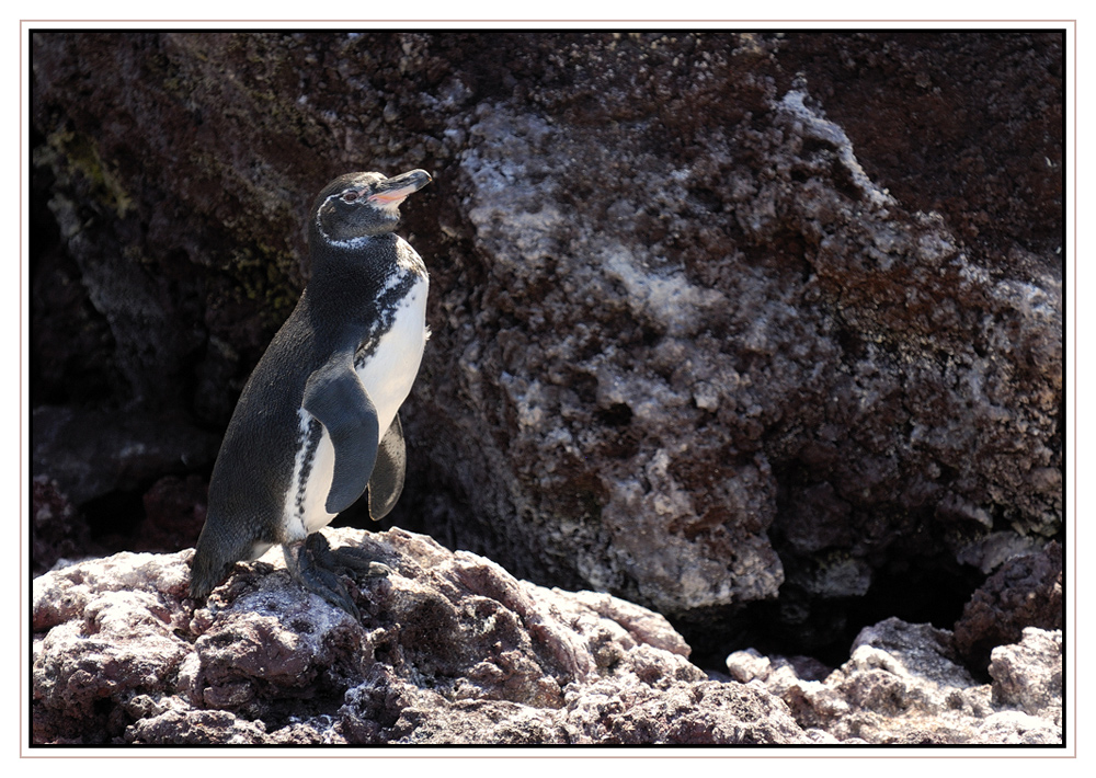 Manchot des Galapagos