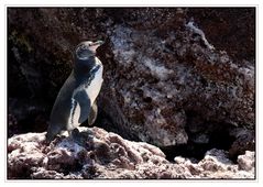 Manchot des Galapagos